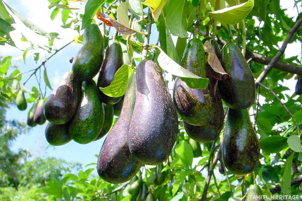 Avocat de Tahiti, le beurre des tahitiens Tahiti Heritage