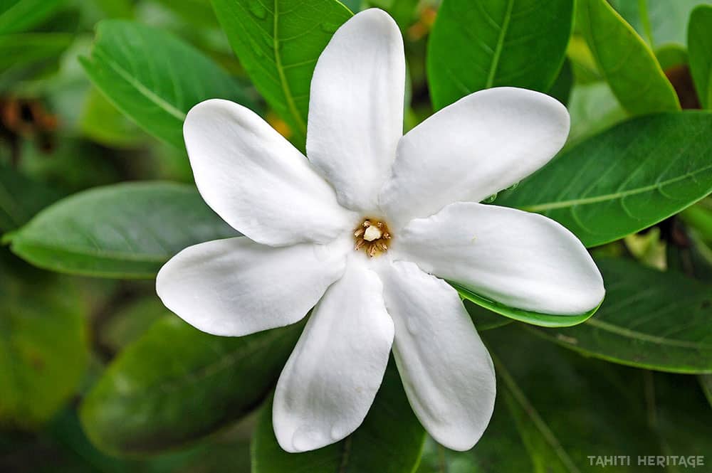 Tiare Tahiti La Fleur Symbole De Tahiti Tahiti Heritage Tiare Tahiti La Fleur Symbole De Tahiti Tahiti Heritage