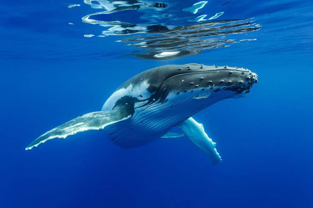 Site de rencontre tahiti .pf